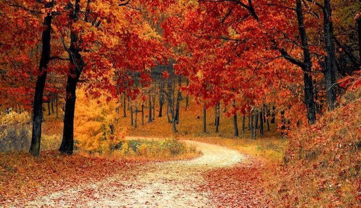 A woodland path framed by red, orange, and gold autumn leaves